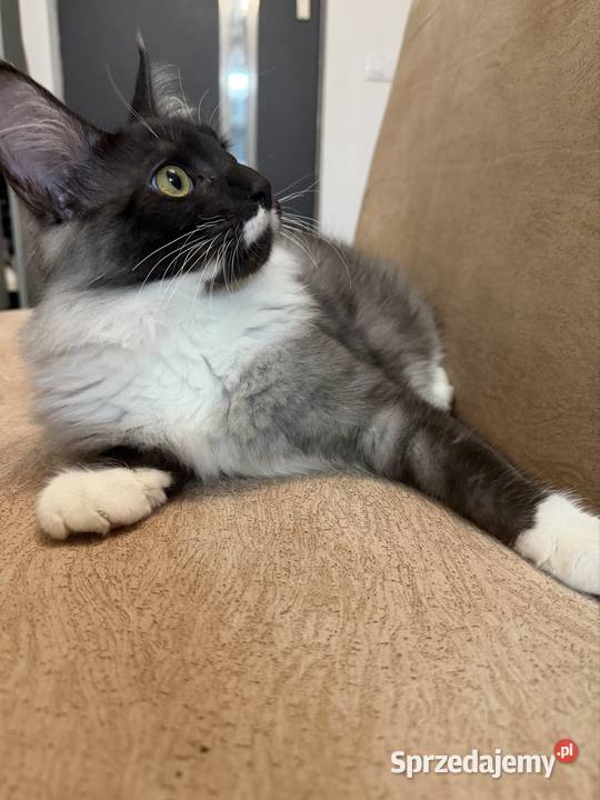 Maine coon kocięta Maine Coon pomorskie Starogard Gdański