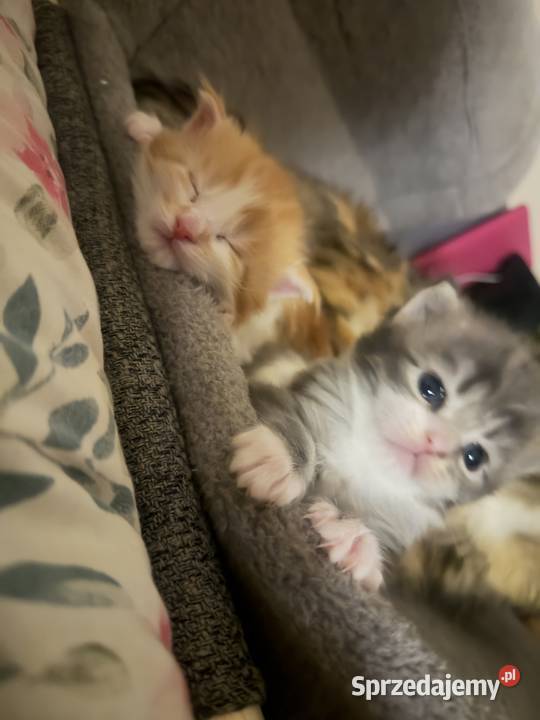 KocurKotka Maine Coon Maine Coon pomorskie Starogard Gdański