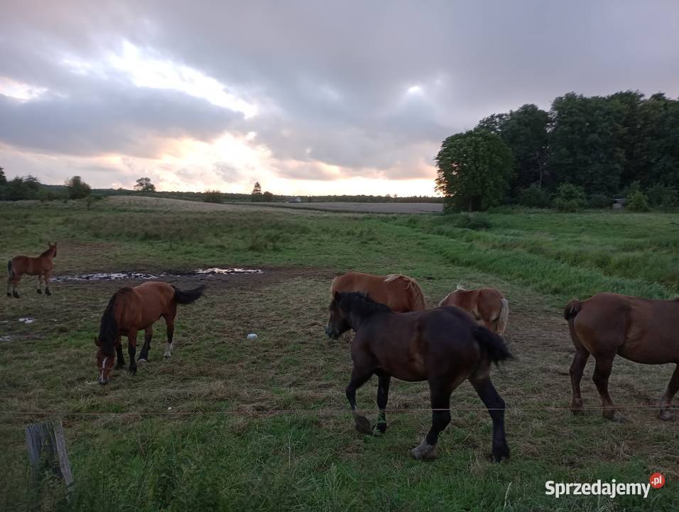 Konie ogierek odsadek klacze warmińsko-mazurskie Jarnołtowo