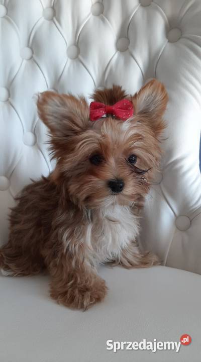 ocean pearl yorkshire terrier