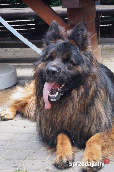 owczarek niemiecki Radom