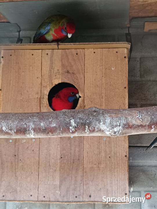 Rozelle Królewskie Pniewy