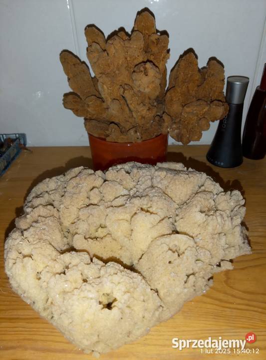 Muszle i gąbki morskie Gniewoszyce