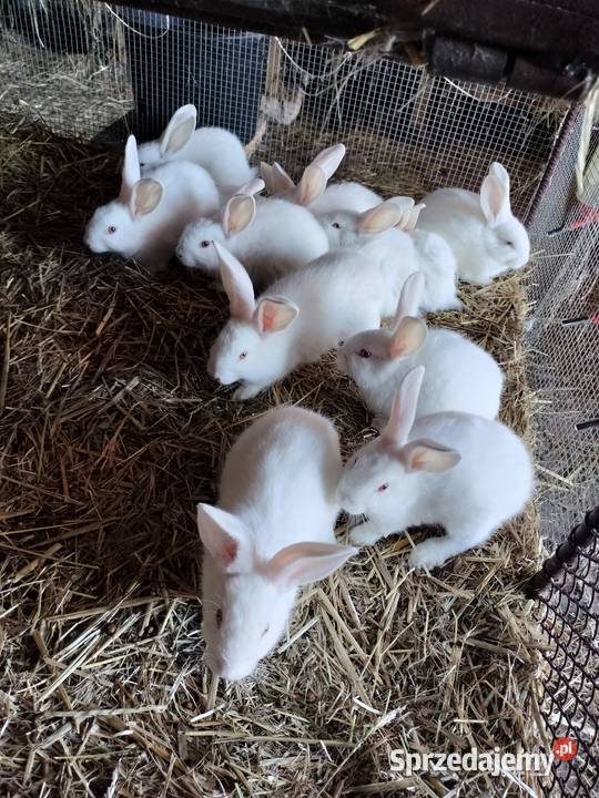 króliki termondzkie