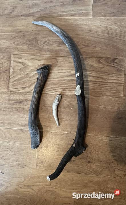 Koziołki PorostkiPoroze jeleń Pozostałe warmińsko-mazurskie Bisztynek