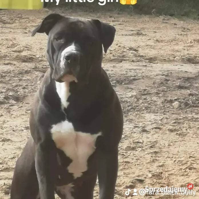 American bully xl suczki ABKC Psy Starogard Gdański