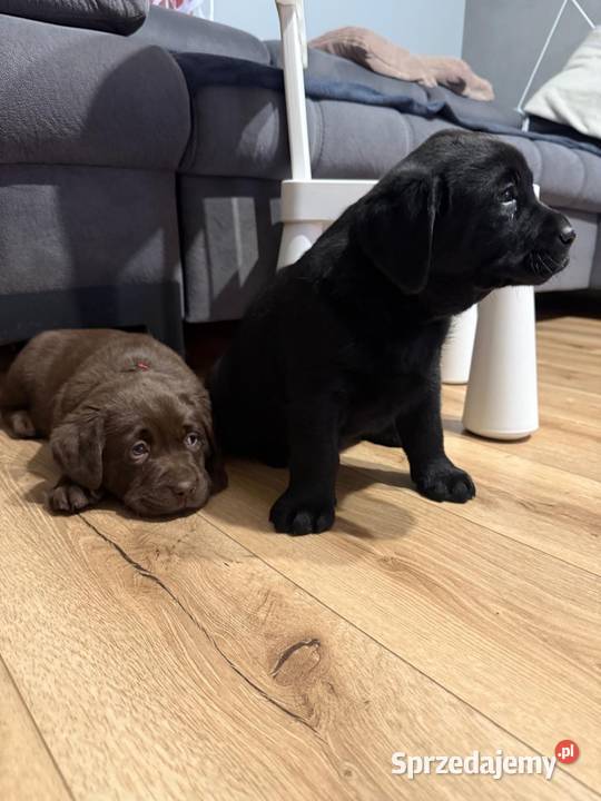 Labrador czarne i czekoladowe szczeniaczki Tarnów