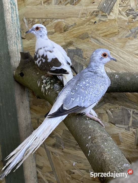 gołąbki gołąbek diamentowy świętokrzyskie Busko-Zdrój