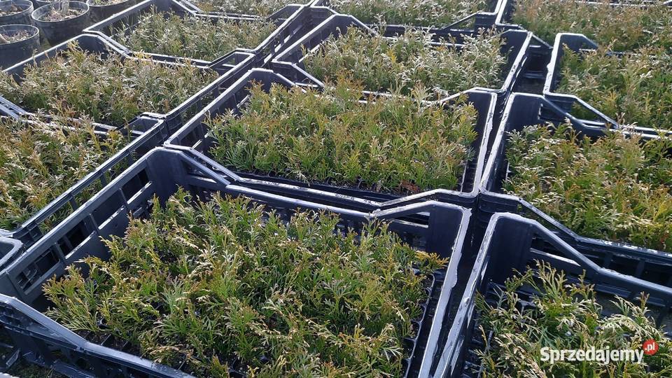 Tuja szmaragd multipaleta Puławy sprzedam