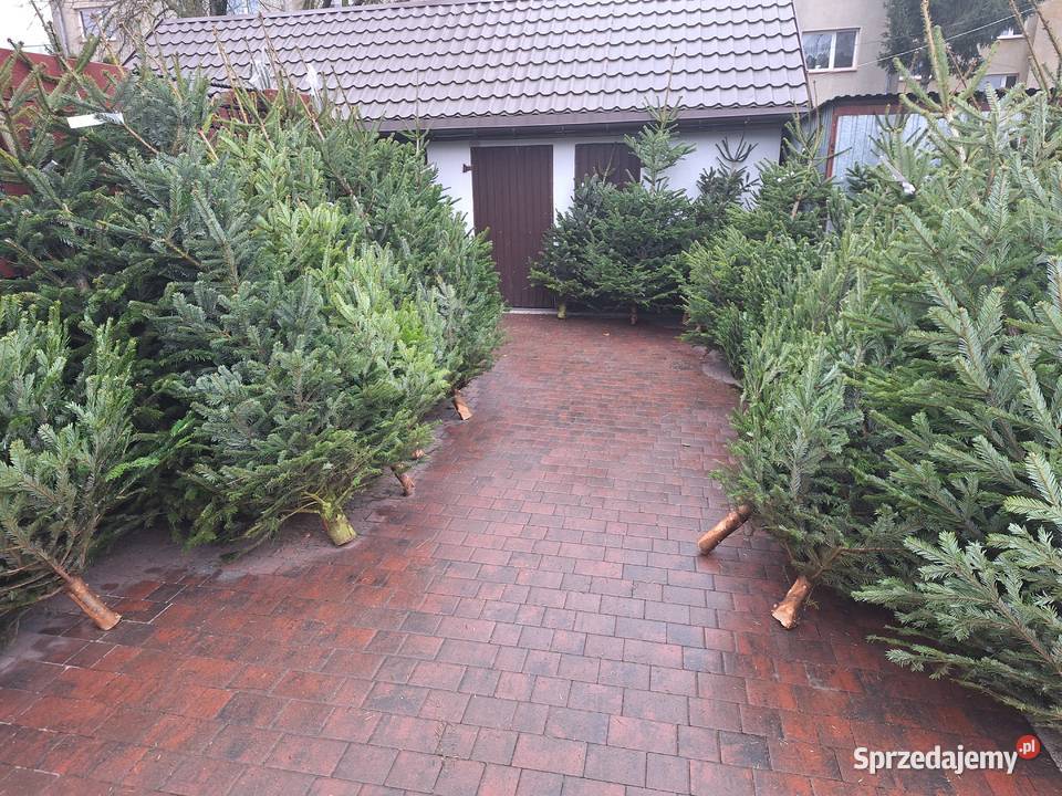 już mamy Jodły kaukaskie choinki cięte i Ciechanowiec