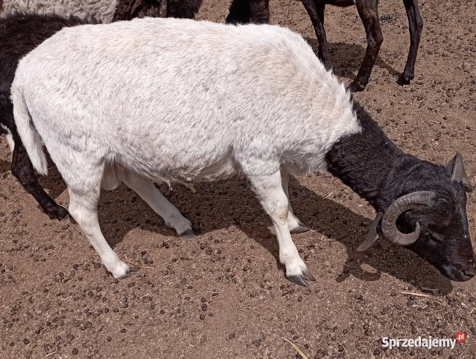 Baran Tryk DORPER drobnej budowy Tuszyn