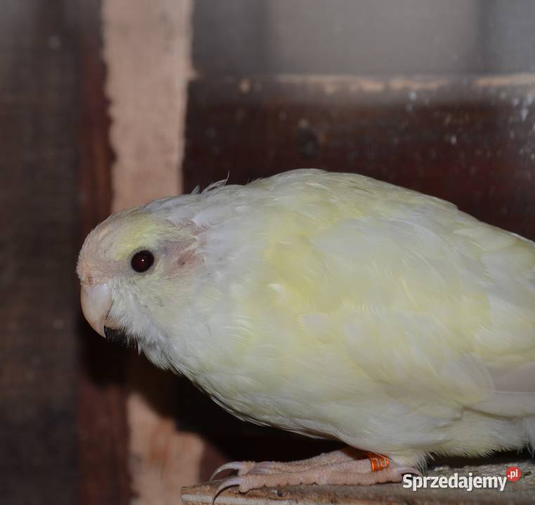 sprzedam Modrolotki sprzedam