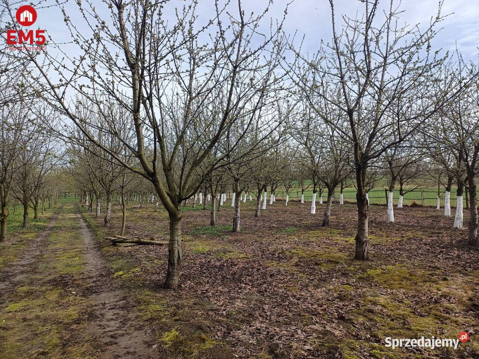 sprzedaży domu wolnostojącego Klepacze 9300m2 59zł/m2 Grodzisk