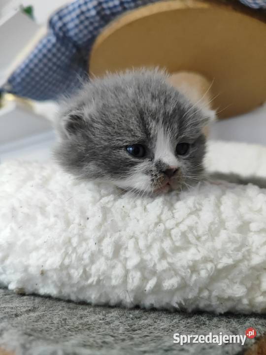 Kot brytyjski szkocki Częstochowa