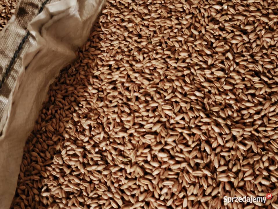 Pszenżyto tegoroczne świętokrzyskie