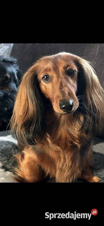 Jamnik długowłosy miniaturowy chłopak opolskie Dziewkowice