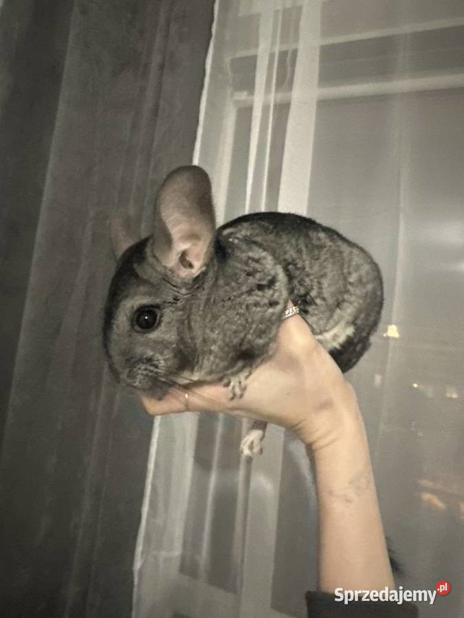 Sprzedam szynszyle samiec i samica Jastrzębie-Zdrój sprzedam