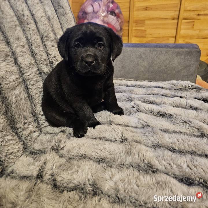 Labrador retriever Mądry Piękny mocnej budowy Kołobrzeg