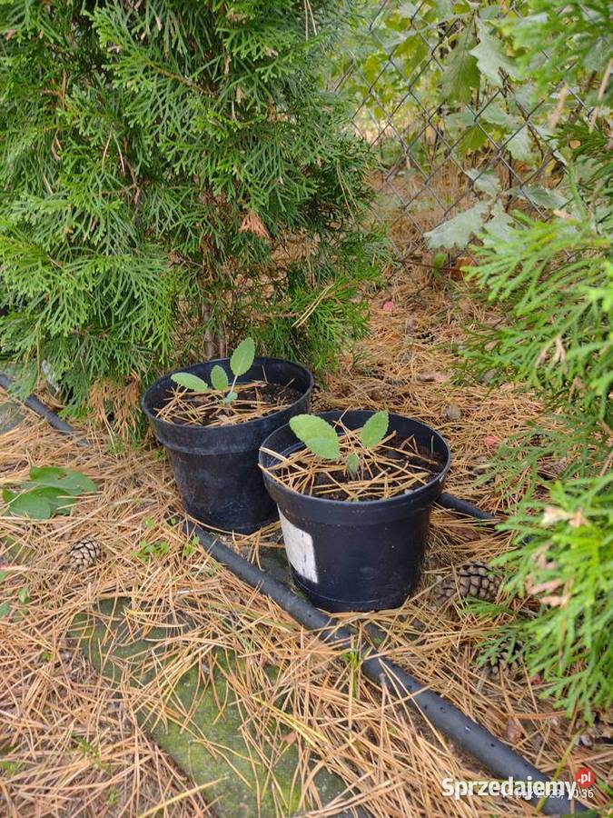 Szałwia Muszkatolowa sadzonki mazowieckie Komornica