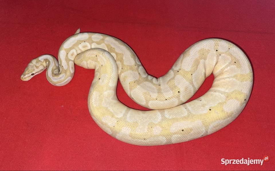 Pyton królewski Dorosła samica Banana Enchi het Poznań sprzedam