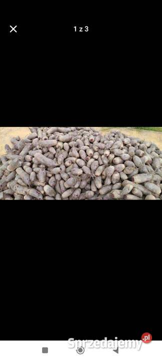 Sprzedam buraczek czerwony Romartów