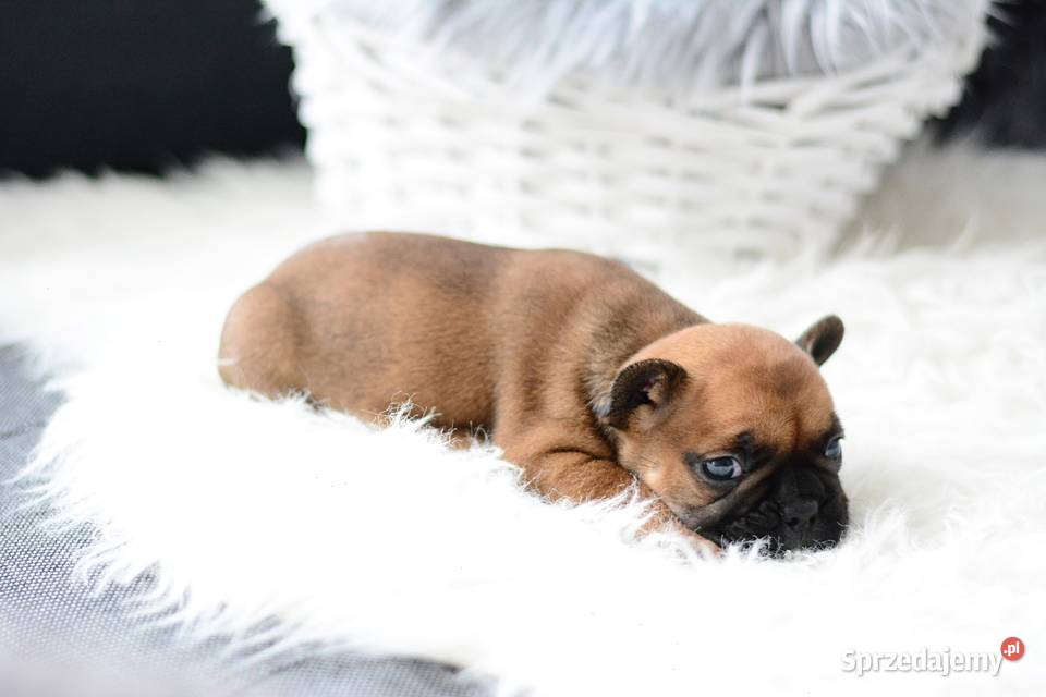 Buldog francuski Olsztyn