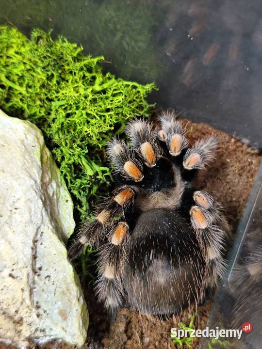 Ptaszniki samice Pruszków