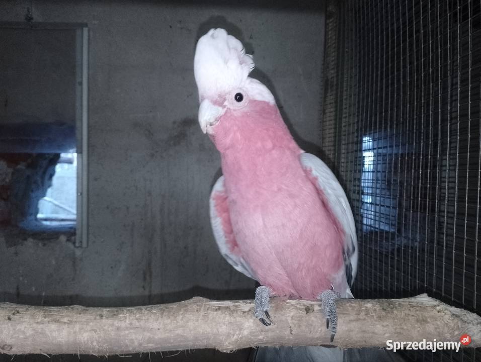 Sprzedam kakadu różowe Zwierzęta Dubin