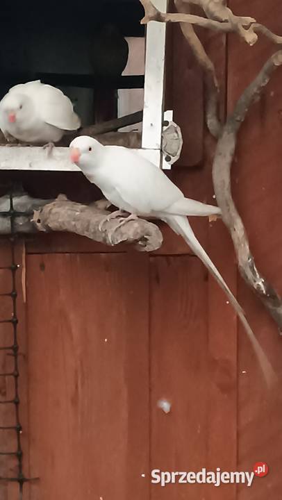 Księżniczka walli samiec biały 2025 Pisarzowice