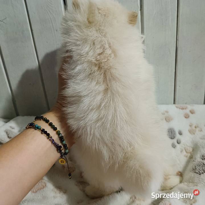 SUCZKA SZPIC MINIATUROWY POMERANIAN BOO BIAŁA Tarnowskie Góry