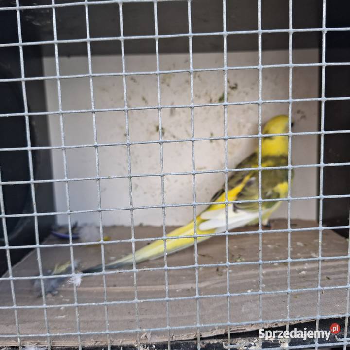 Ksiezniczka walii czerwono skrzydła konura wielkopolskie Ostrów Wielkopolski