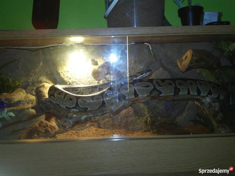 Pyton królewski dorosła samica