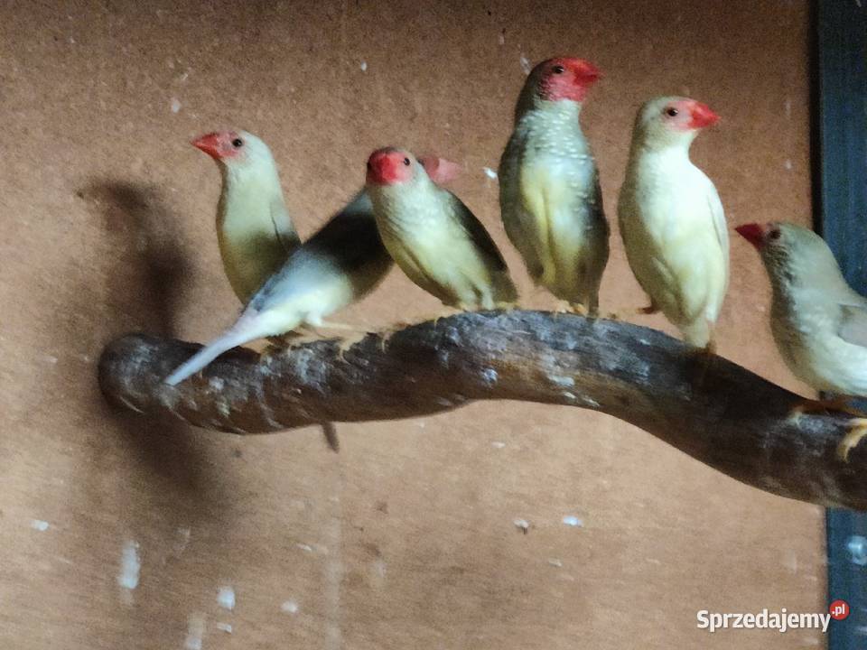 Trzciniaki Astryld Trzcinowy małopolskie Tarnów