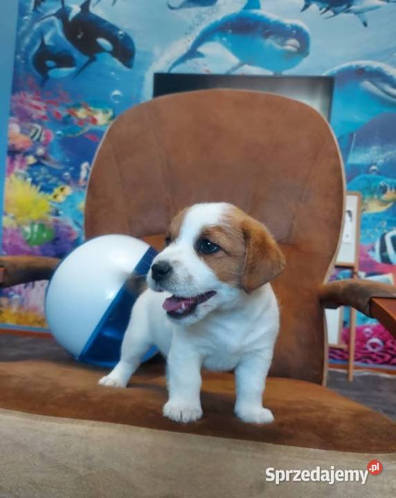 Jack russell terrier szczenięta Zwierzęta Gostyń