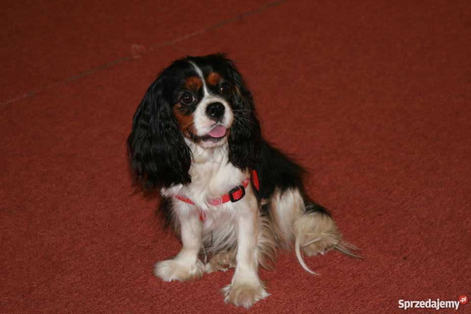 Cavalierki cavalier king charles spaniel Lidzbark