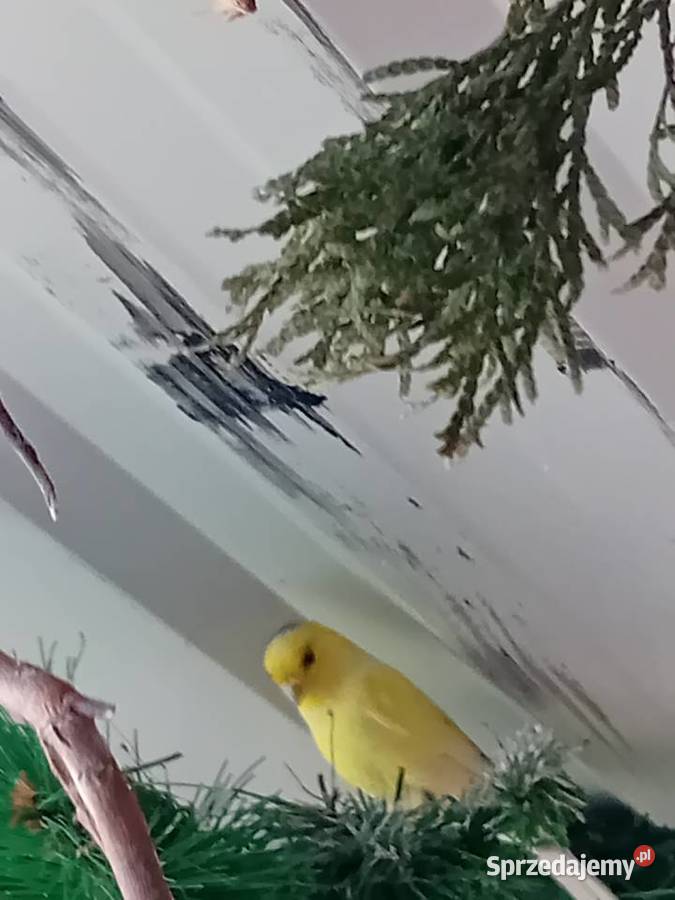 Kanarki zeberki papugi kolorowe Zwierzęta Siedlce sprzedam