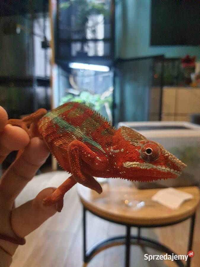 kameleon lamparci ambilobe red bar Włocławek