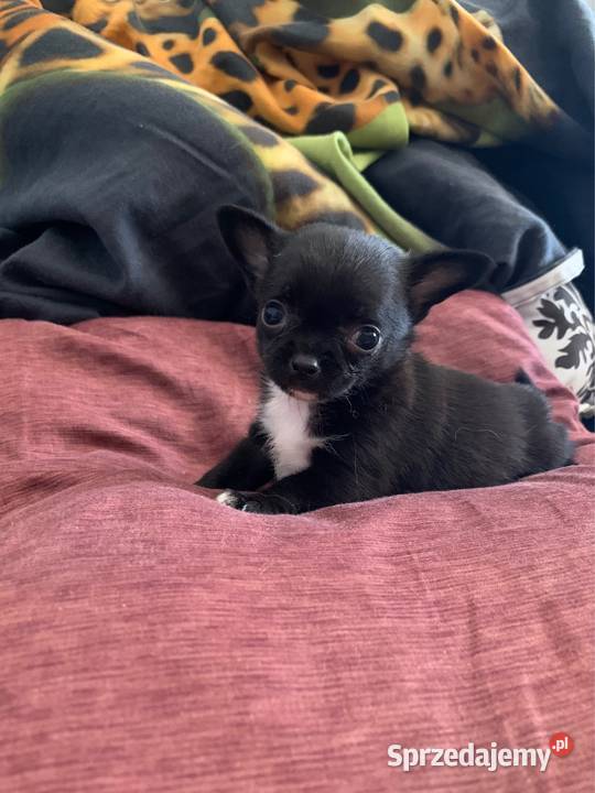 Czarny piesek chihuahua z rodowodem Psy mazowieckie Stare Polesie