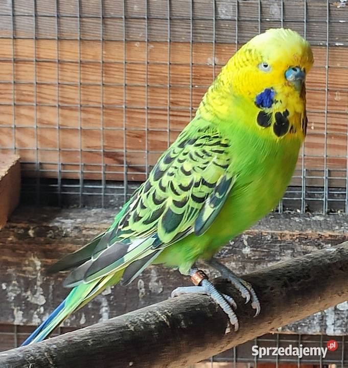 Papugi faliste Ptaki Lubliniec