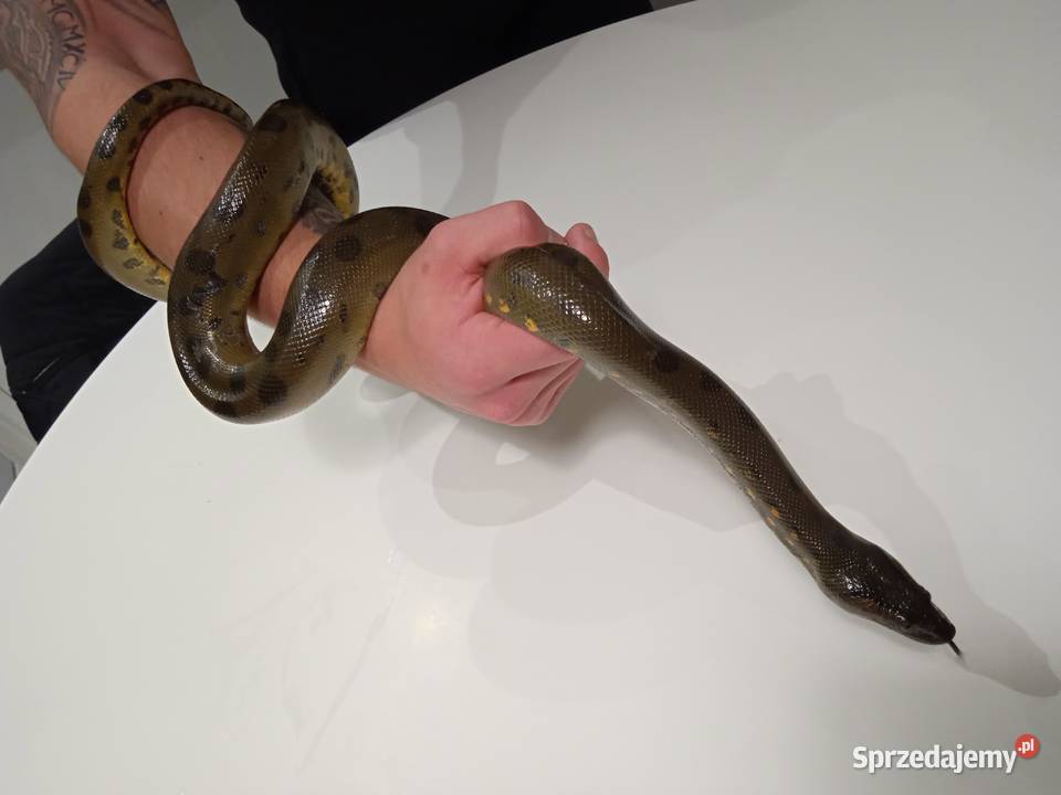 Anakonda Zielona roczna samica śląskie Katowice