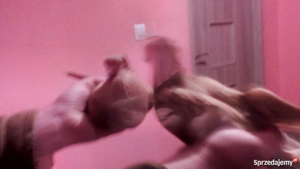 Gołembie ozdobne Tokarówka sprzedam