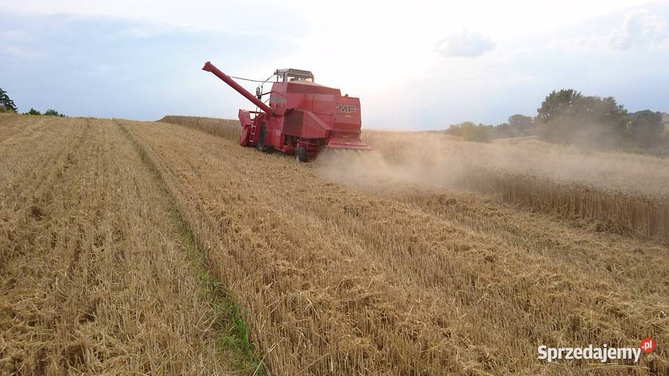 Massey ferguson 16 nieuszkodzony Michałowice sprzedam