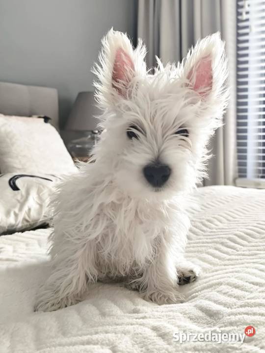 West Highland white terrier Brzeziny sprzedam