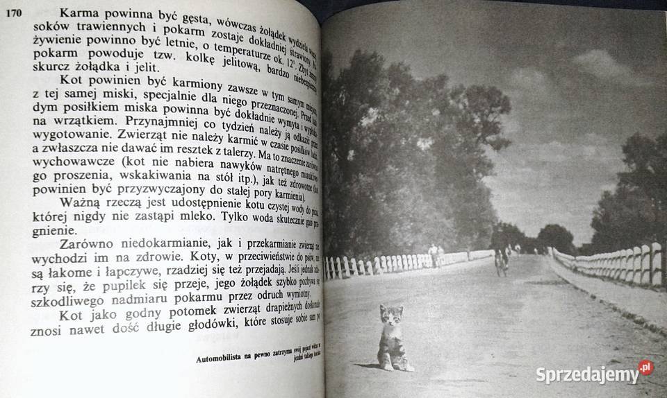 Koty Aleksandra KonarskaSzubska Chełm sprzedam