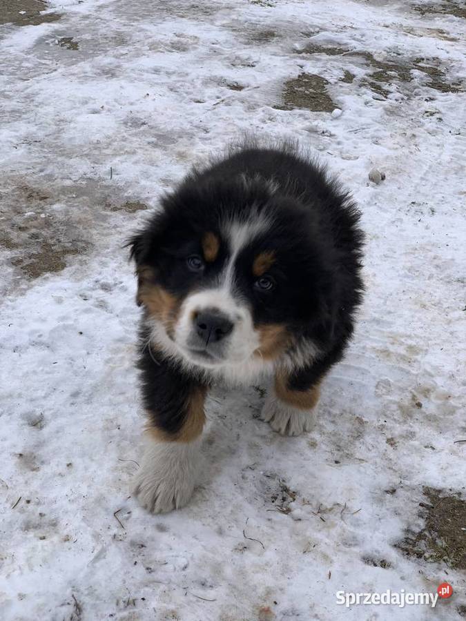 Berneński pies pasterski 25 miesiąca piesek Kotowo-Plac