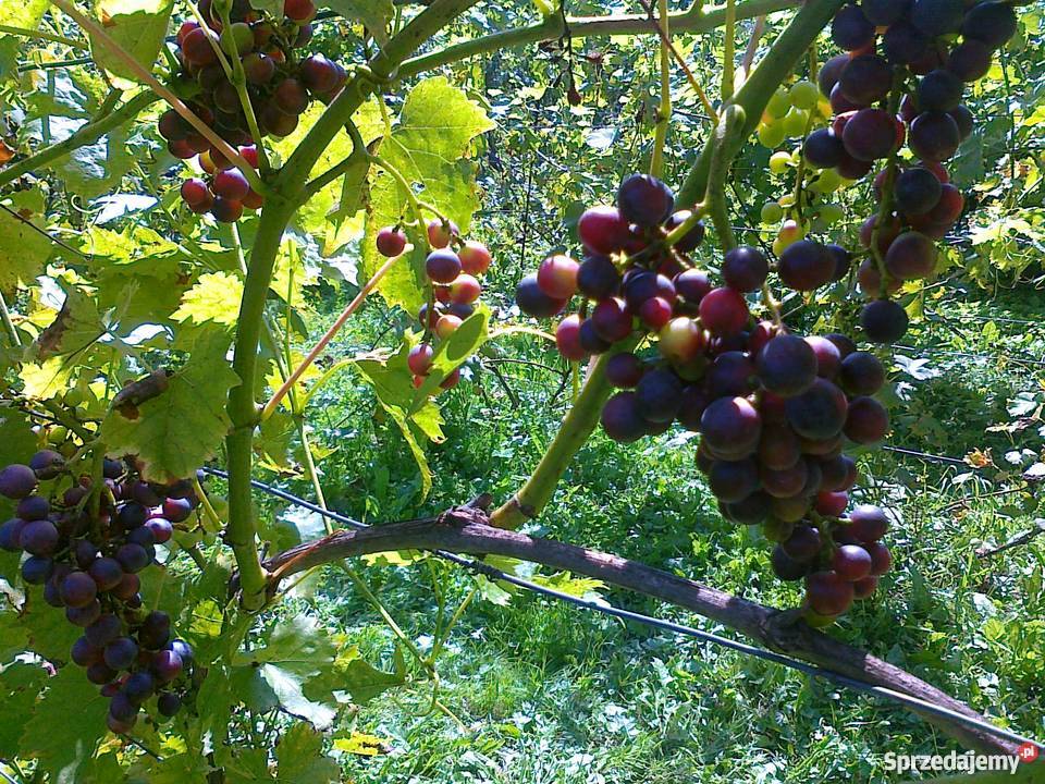 Sadzonki winorośli winogrona deserowe na wino z Jasło