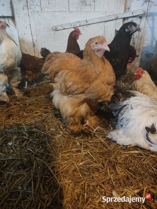 Sprzedam kury koguty tegoroczne Brahma i Kochin Ptaki Liniewo