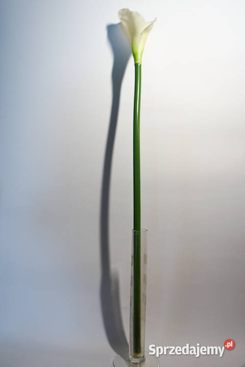 Kalia w kolorze białym biały Częstochowa