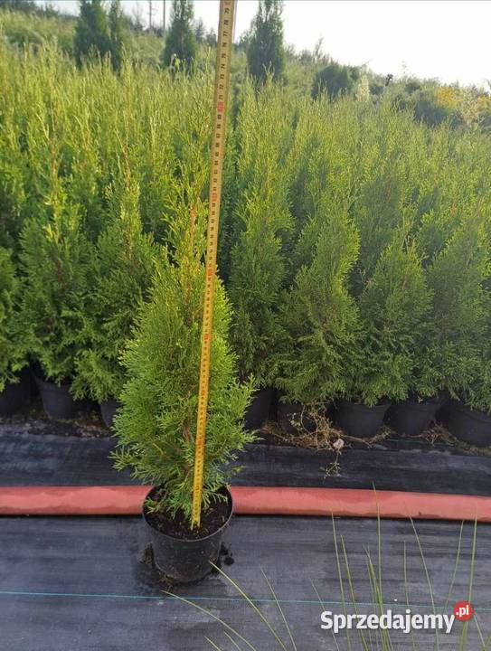 Tuja Szmaragd Thuja occidentalis Smaragd C2 sprzedam