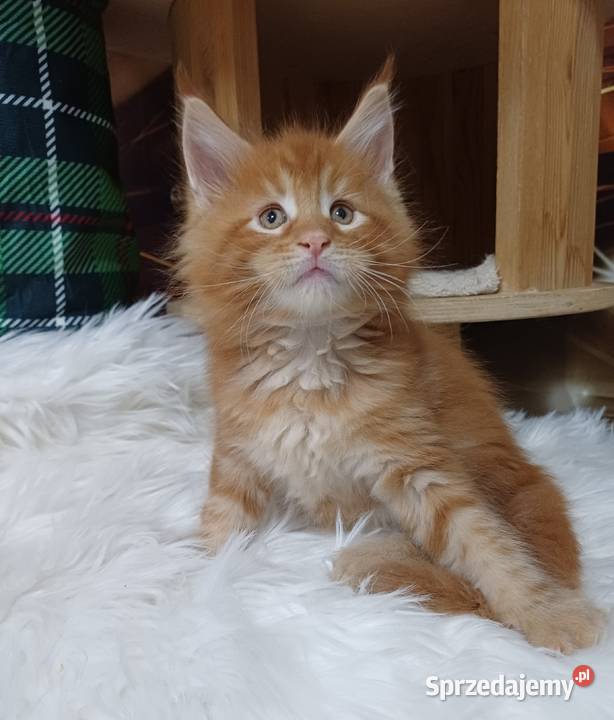 Maine Coon kocurek Rodowód fpl Olkusz sprzedam